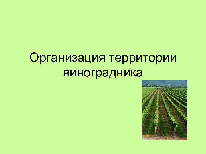 Организация территории виноградника 