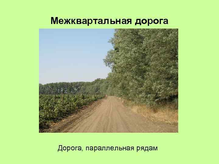 Межквартальная дорога Дорога, параллельная рядам 