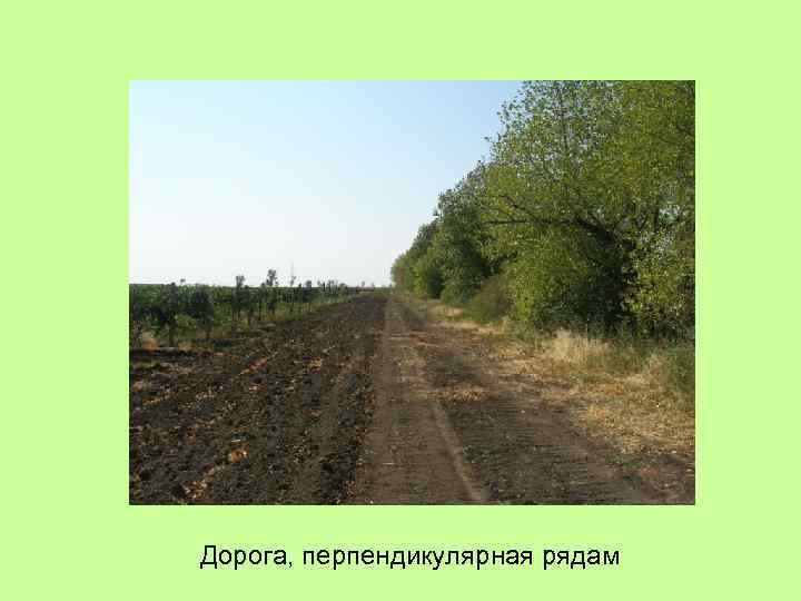 Дорога, перпендикулярная рядам 