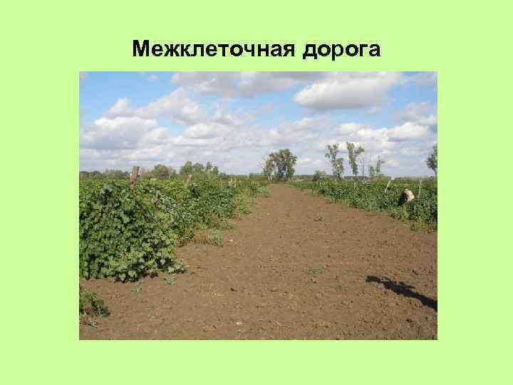 Межклеточная дорога 