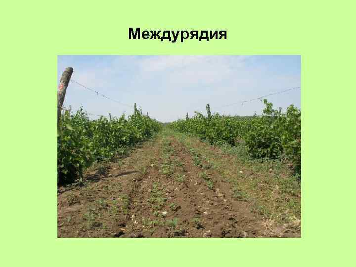 Междурядия 