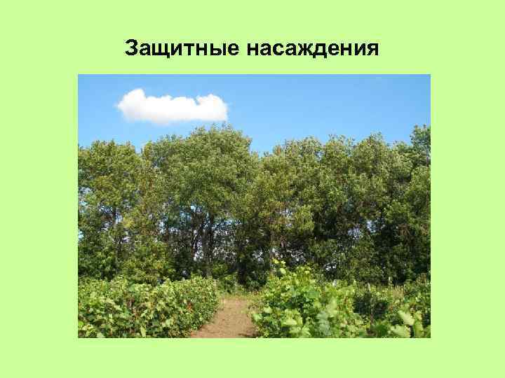 Защитные насаждения 