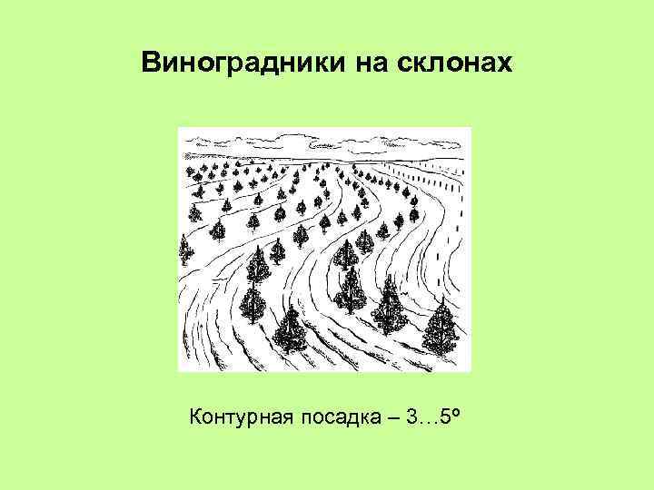 Виноградники на склонах Контурная посадка – 3… 5º 