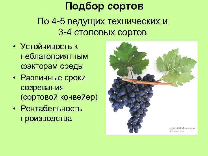 Подбор сортов По 4 -5 ведущих технических и 3 -4 столовых сортов • Устойчивость