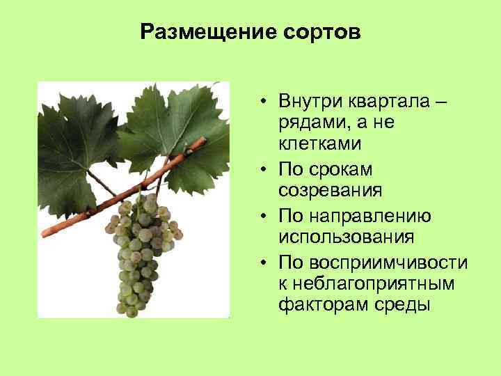 Размещение сортов • Внутри квартала – рядами, а не клетками • По срокам созревания