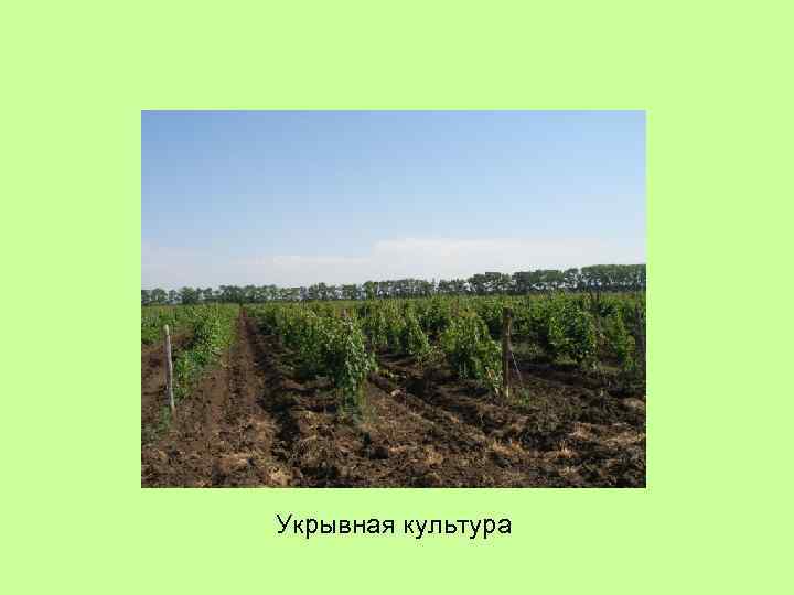 Укрывная культура 