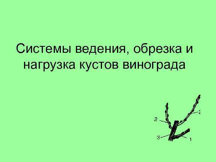 Системы ведения, обрезка и нагрузка кустов винограда 