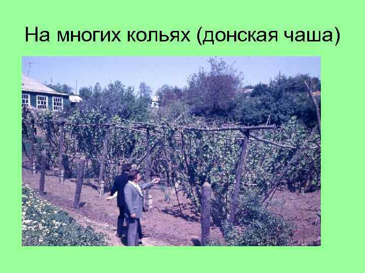 На многих кольях (донская чаша) 