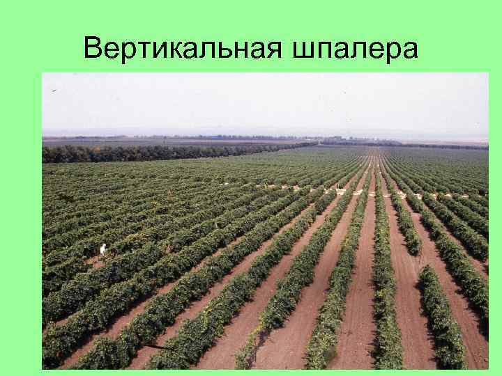 Вертикальная шпалера 