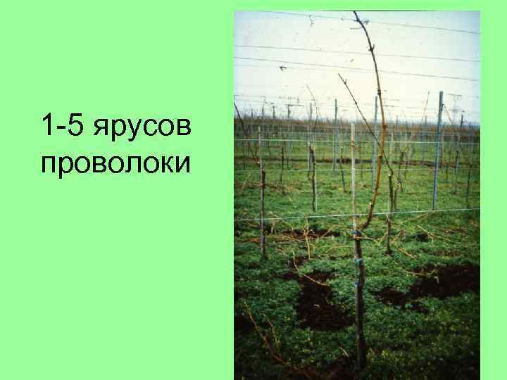 1 -5 ярусов проволоки 