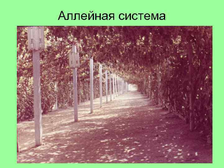 Аллейная система 