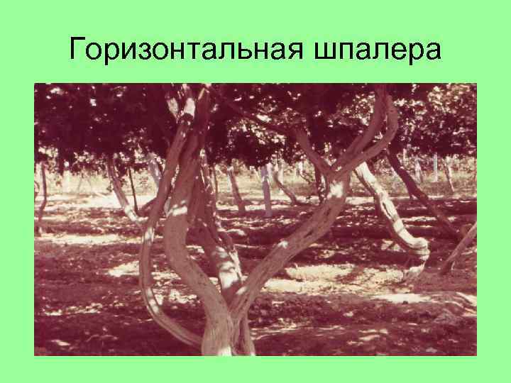 Горизонтальная шпалера 