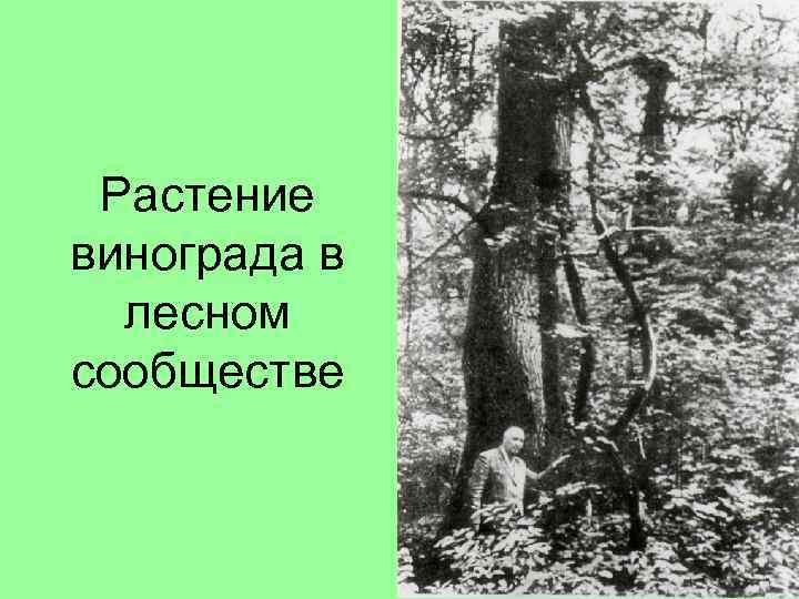 Растение винограда в лесном сообществе 
