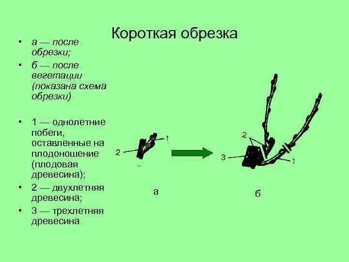  • а — после обрезки; • б — после вегетации (показана схема обрезки)