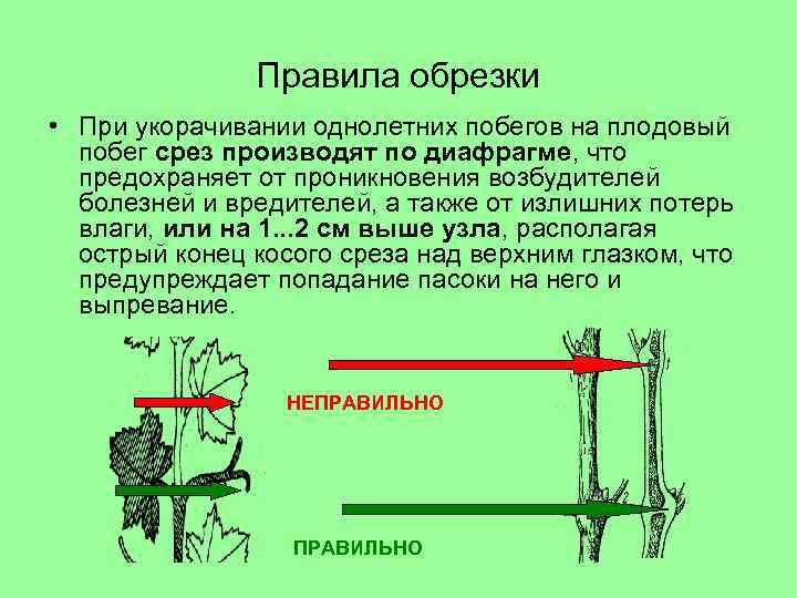 Правила обрезки • При укорачивании однолетних побегов на плодовый побег срез производят по диафрагме,