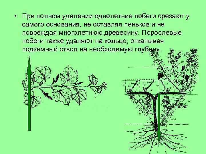  • При полном удалении однолетние побеги срезают у самого основания, не оставляя пеньков