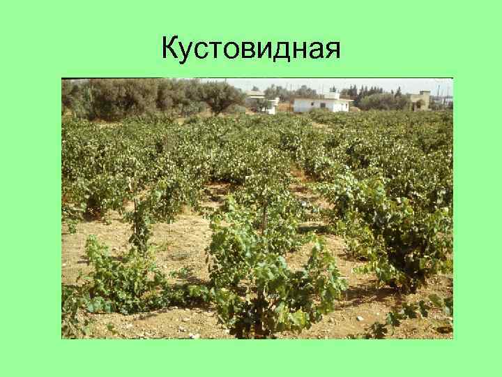 Кустовидная 