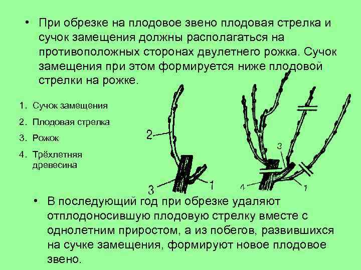  • При обрезке на плодовое звено плодовая стрелка и сучок замещения должны располагаться