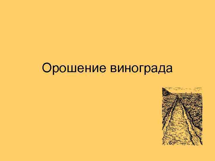 Орошение винограда 