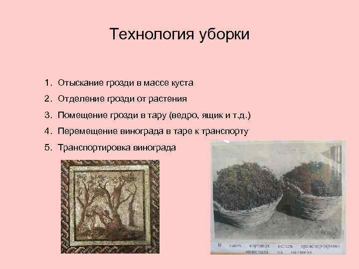 Технология уборки 1. Отыскание грозди в массе куста 2. Отделение грозди от растения 3.