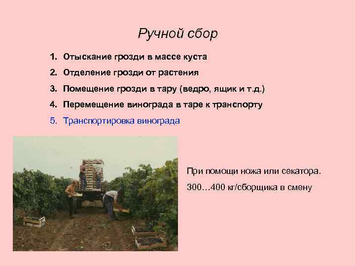 Ручной сбор 1. Отыскание грозди в массе куста 2. Отделение грозди от растения 3.
