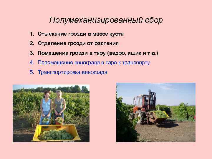 Полумеханизированный сбор 1. Отыскание грозди в массе куста 2. Отделение грозди от растения 3.