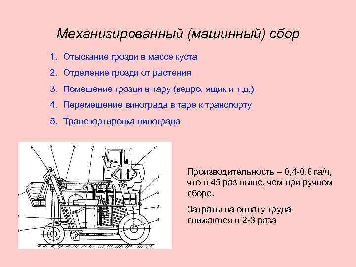 Механизированный (машинный) сбор 1. Отыскание грозди в массе куста 2. Отделение грозди от растения