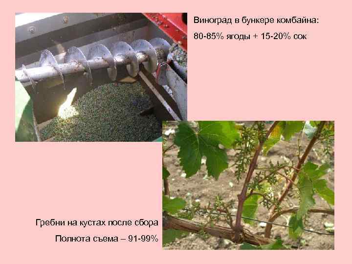 Виноград в бункере комбайна: 80 -85% ягоды + 15 -20% сок Гребни на кустах