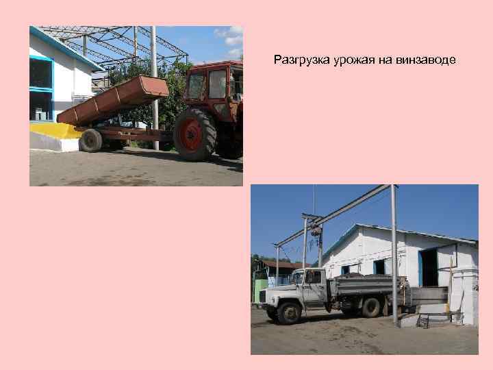 Разгрузка урожая на винзаводе 
