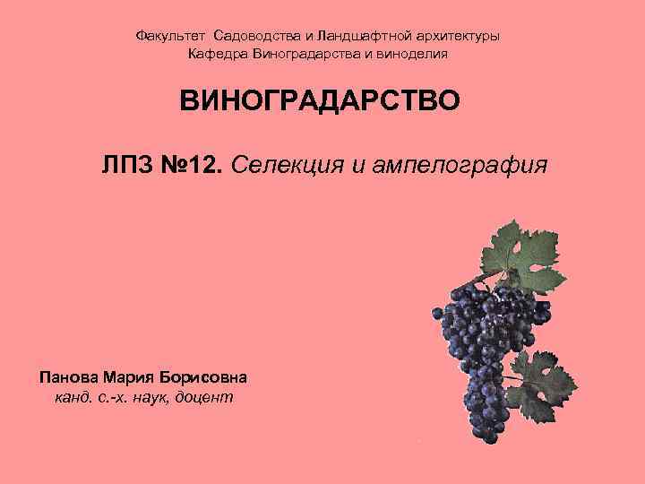 Факультет Садоводства и Ландшафтной архитектуры Кафедра Виноградарства и виноделия ВИНОГРАДАРСТВО ЛПЗ № 12. Селекция