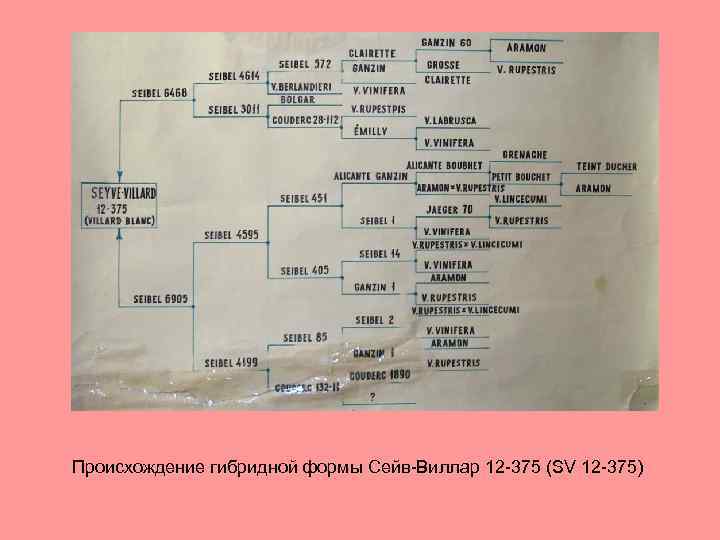 Происхождение гибридной формы Сейв-Виллар 12 -375 (SV 12 -375) 