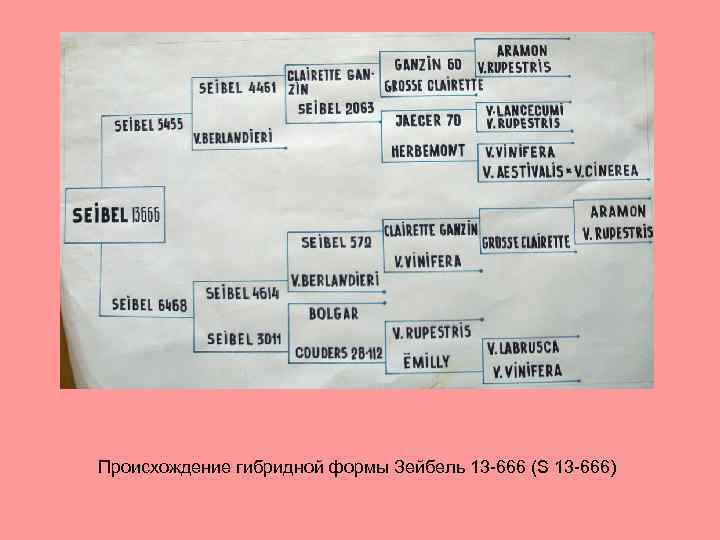 Происхождение гибридной формы Зейбель 13 -666 (S 13 -666) 