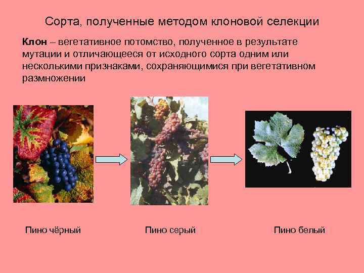 Сорта, полученные методом клоновой селекции Клон – вегетативное потомство, полученное в результате мутации и