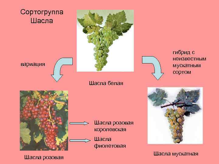 Сортогруппа Шасла гибрид с неизвестным мускатным сортом вариация Шасла белая Шасла розовая королевская Шасла