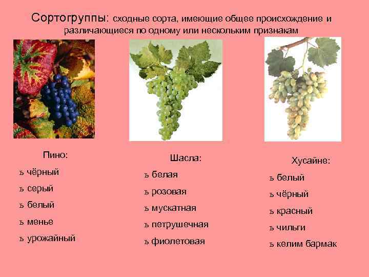 Сортогруппы: сходные сорта, имеющие общее происхождение и различающиеся по одному или нескольким признакам Пино: