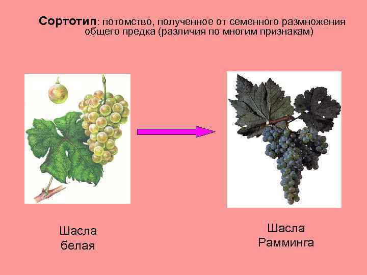 Сортотип: потомство, полученное от семенного размножения общего предка (различия по многим признакам) Шасла белая