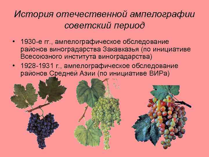 История отечественной ампелографии советский период • 1930 -е гг. , ампелографическое обследование районов виноградарства