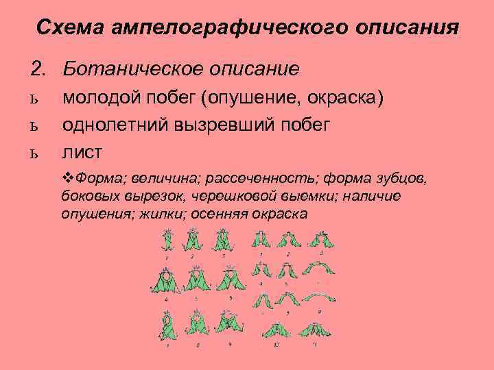 Схема ампелографического описания 2. Ботаническое описание ь ь ь молодой побег (опушение, окраска) однолетний