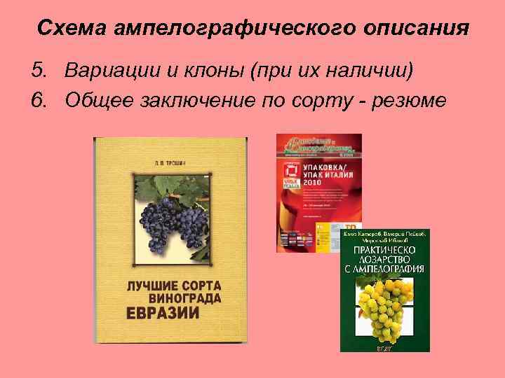 Схема ампелографического описания 5. Вариации и клоны (при их наличии) 6. Общее заключение по