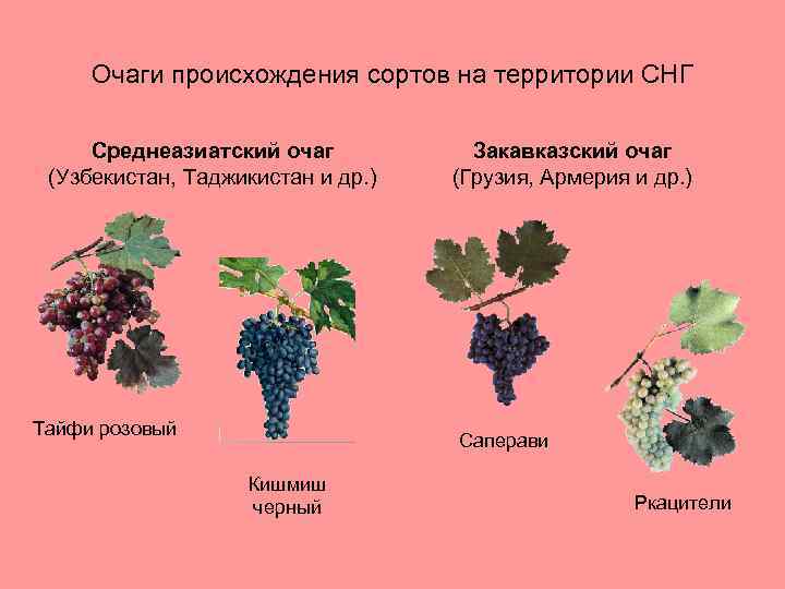 Очаги происхождения сортов на территории СНГ Среднеазиатский очаг (Узбекистан, Таджикистан и др. ) Тайфи