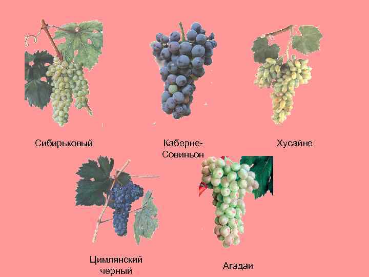 Виноград цимлянский черный описание и фото