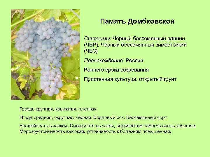Память Домбковской Синонимы: Чёрный бессемянный ранний (ЧБР), Чёрный бессемянный зимостойкий (ЧБЗ) Происхождение: Россия Раннего