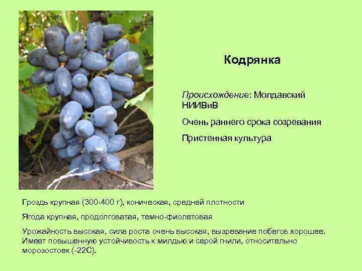Кодрянка Происхождение: Молдавский НИИВи. В Очень раннего срока созревания Пристенная культура Гроздь крупная (300