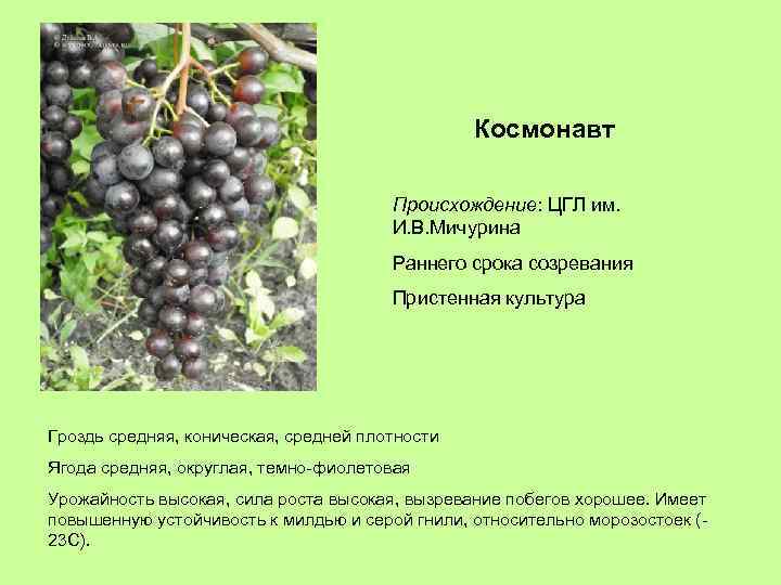 Космонавт Происхождение: ЦГЛ им. И. В. Мичурина Раннего срока созревания Пристенная культура Гроздь средняя,