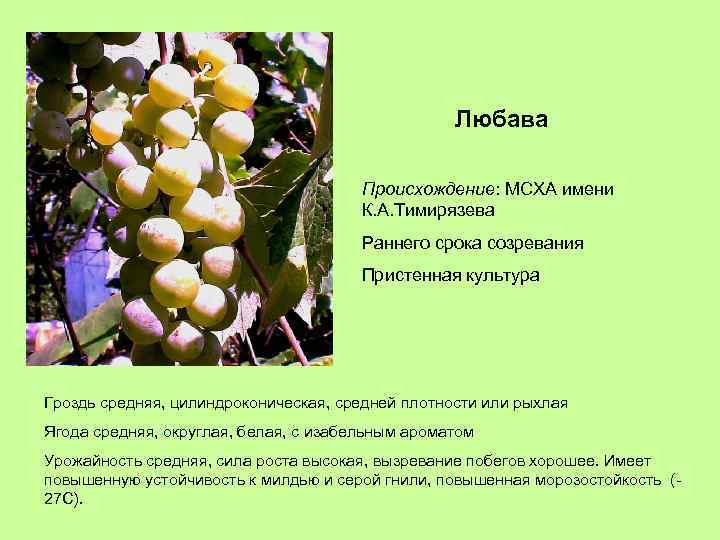 Любава Происхождение: МСХА имени К. А. Тимирязева Раннего срока созревания Пристенная культура Гроздь средняя,