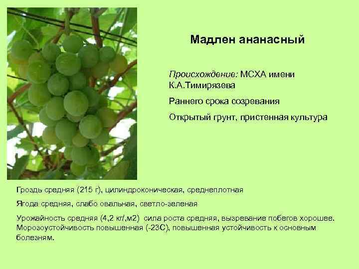 Мадлен ананасный Происхождение: МСХА имени К. А. Тимирязева Раннего срока созревания Открытый грунт, пристенная