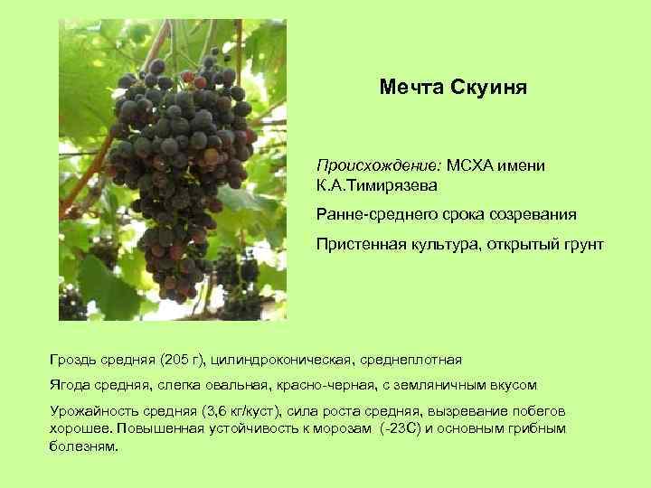 Мечта Скуиня Происхождение: МСХА имени К. А. Тимирязева Ранне-среднего срока созревания Пристенная культура, открытый