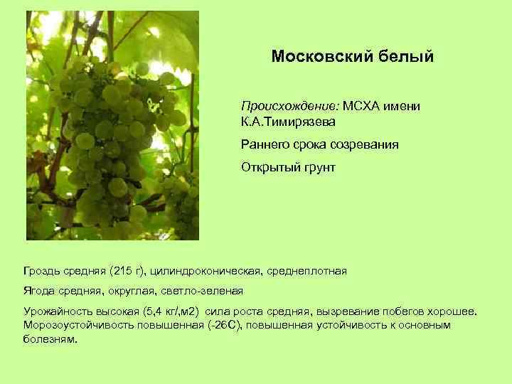 Московский белый Происхождение: МСХА имени К. А. Тимирязева Раннего срока созревания Открытый грунт Гроздь