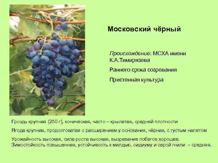 Московский чёрный Происхождение: МСХА имени К. А. Тимирязева Раннего срока созревания Пристенная культура Гроздь