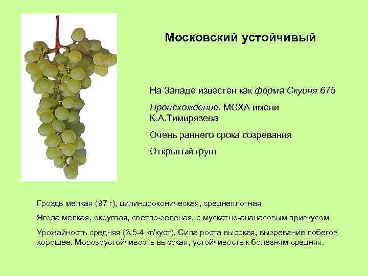 Московский устойчивый На Западе известен как форма Скуиня 675 Происхождение: МСХА имени К. А.